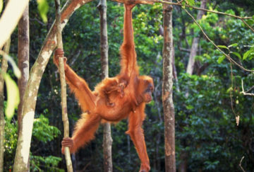 Viaje a Borneo. A medida Nomads. Aventura en Borneo
