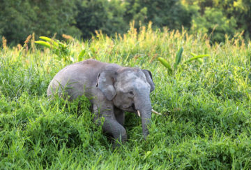 Viaje a Borneo. A medida Nomads. Borneo vida salvaje