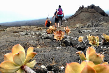 Viaje a Canarias. A medida Nomads. El Hierro, naturaleza volcánica de montaña a mar en Fly & Drive