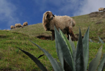 Viaje a Canarias. A medida Nomads. El Hierro, naturaleza volcánica de montaña a mar en Fly & Drive