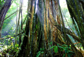 Viaje a Costa Rica. A medida Nomads. Huellas aborígenes y el exuberante Corcovado