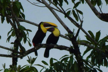 Viaje a Costa Rica. A medida Nomads. Huellas aborígenes y el exuberante Corcovado