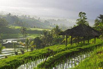 Rice paddy indonesia